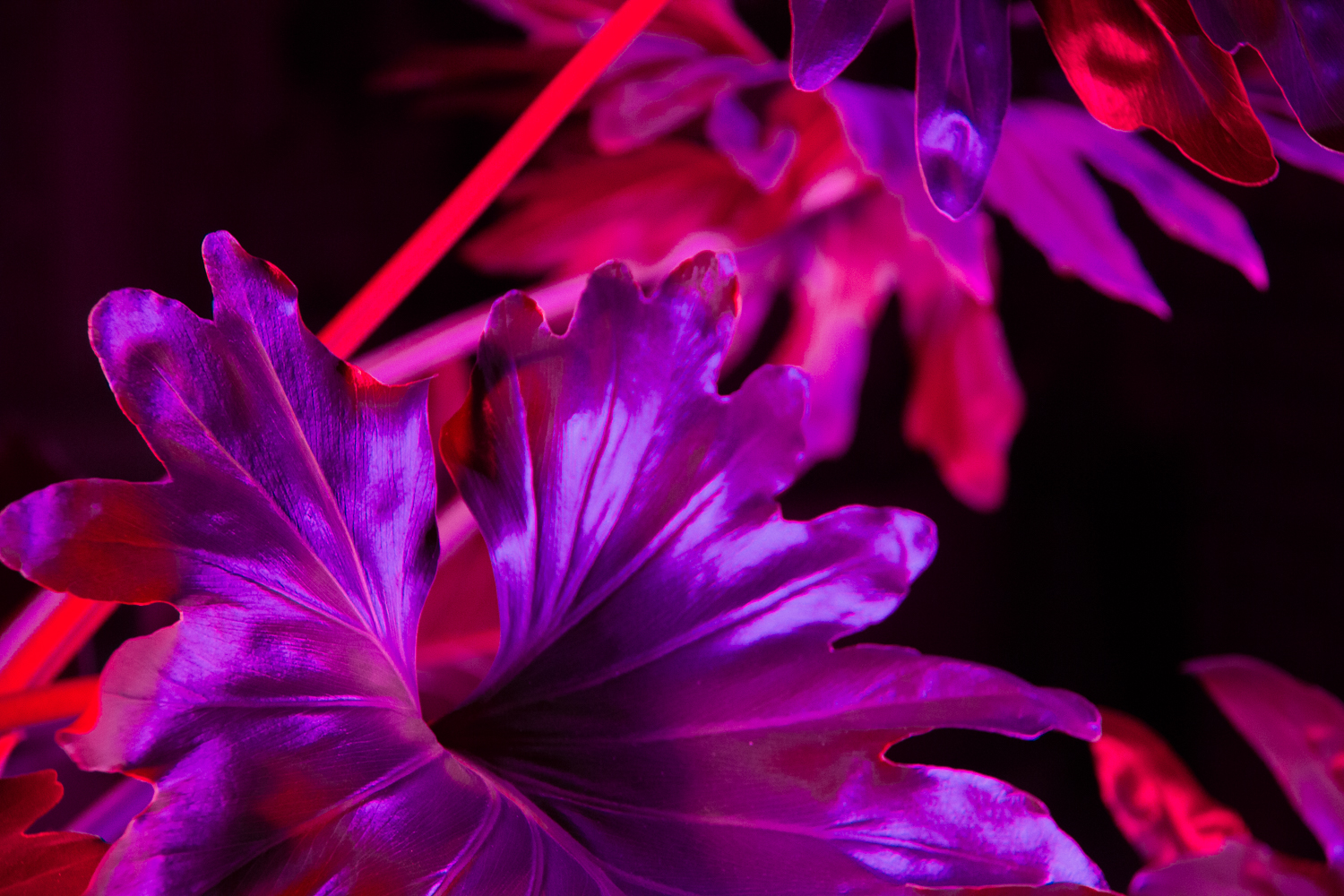 Otherwordly Flora Photo 